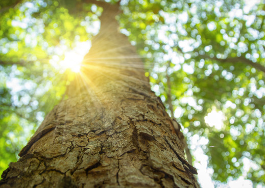 sun shining through tree canopy with leaves in the background and close up of bark